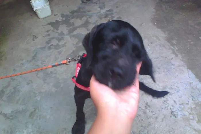 Cachorro ra a Cocker mestiço idade 1 ano nome Telinho