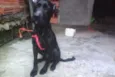 Telinho