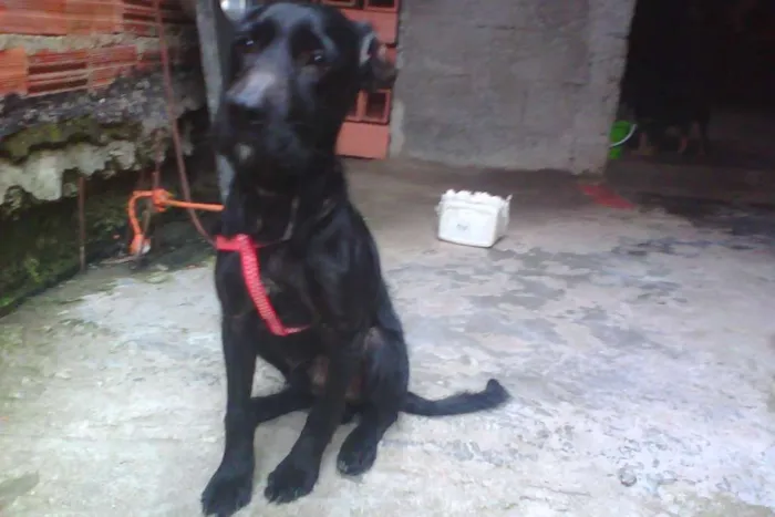 Cachorro ra a Cocker mestiço idade 1 ano nome Telinho