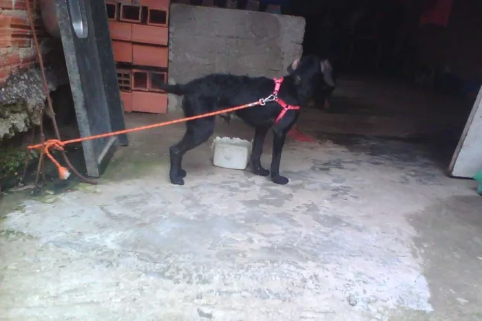 Cachorro ra a Cocker mestiço idade 1 ano nome Telinho