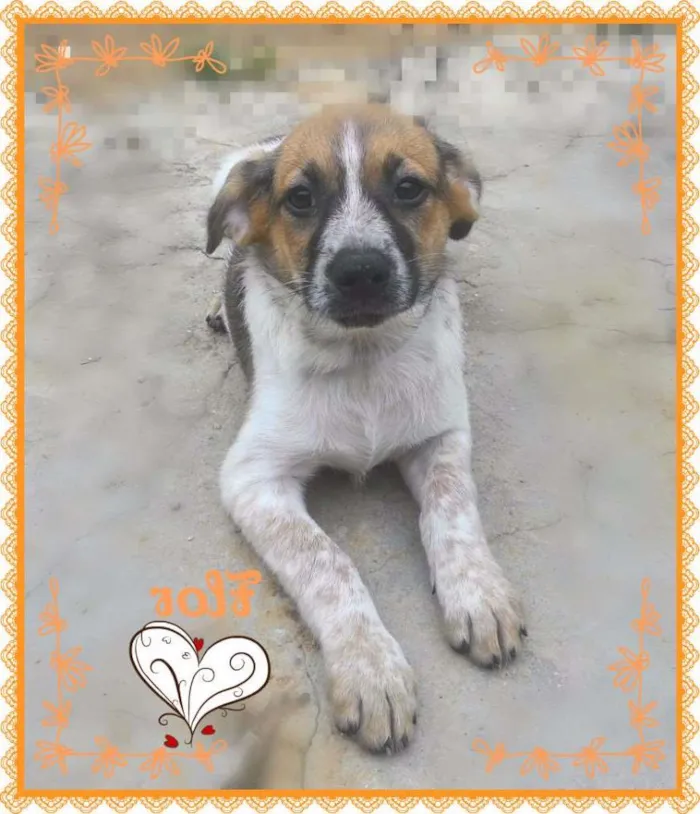 Cachorro ra a SRD idade 2 a 6 meses nome FLOR adotada