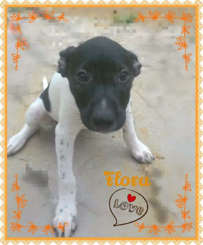 Cachorro ra a SRD idade 2 a 6 meses nome FLORA
