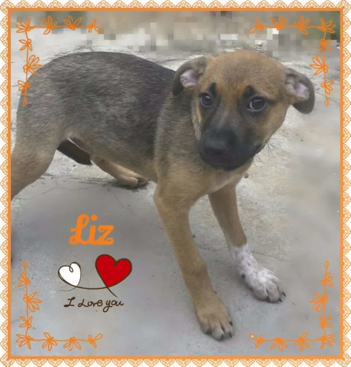 Cachorro ra a SRD idade 2 a 6 meses nome LIZ