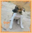 GUGU