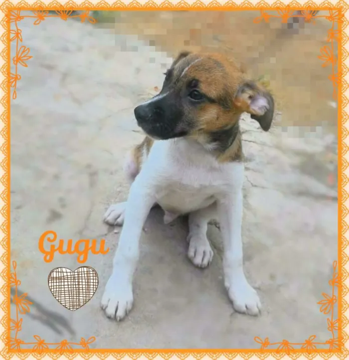 Cachorro ra a SRD idade 2 a 6 meses nome GUGU