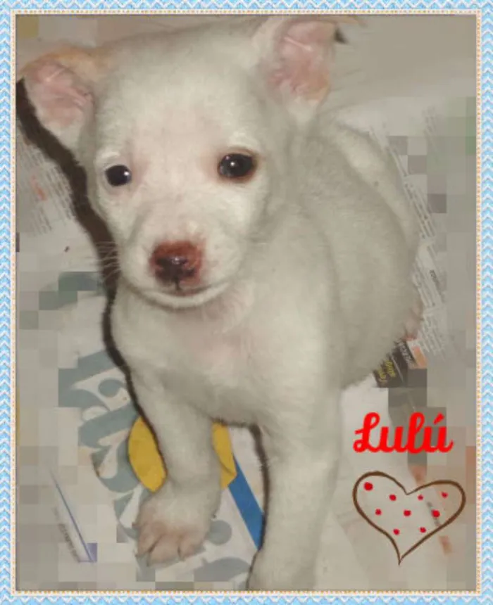 Cachorro ra a SRD idade Abaixo de 2 meses nome LULU
