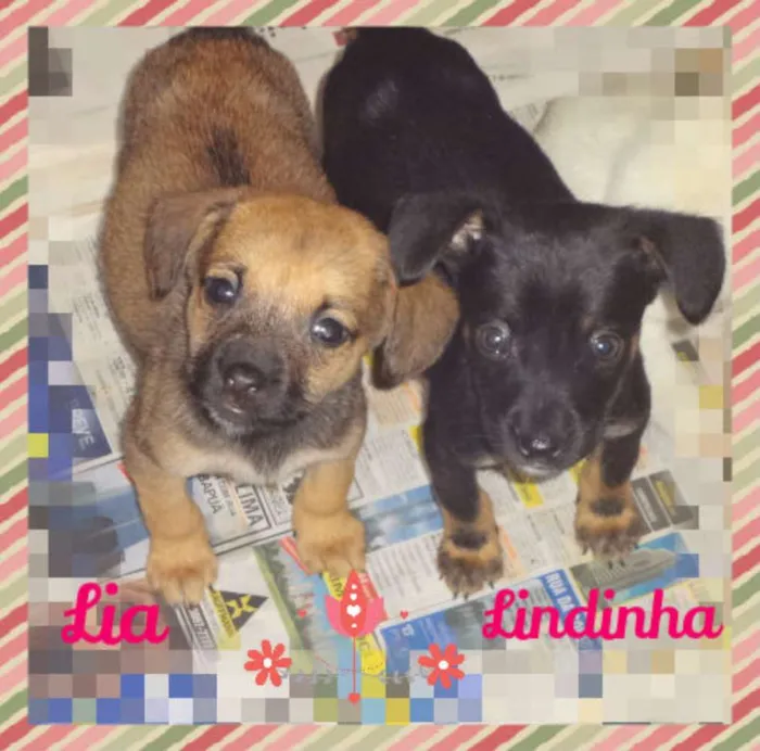 Cachorro ra a SRD idade 2 a 6 meses nome LIA E LINDINHA