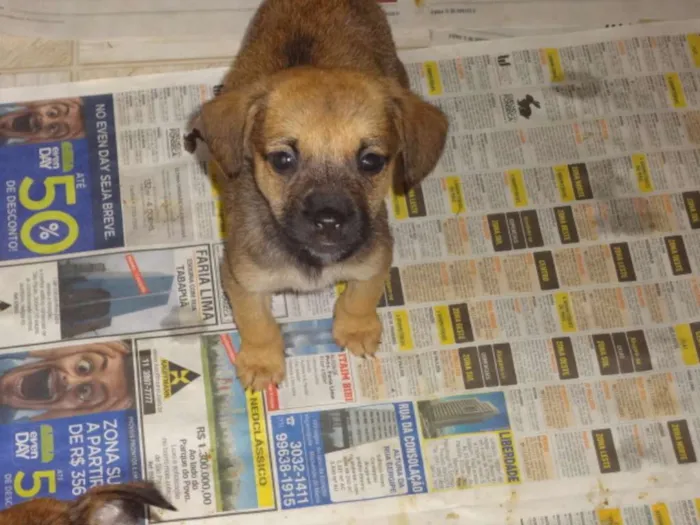 Cachorro ra a SRD idade 2 a 6 meses nome lia