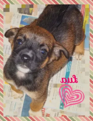 Cachorro raça SRD idade 2 a 6 meses nome LUA