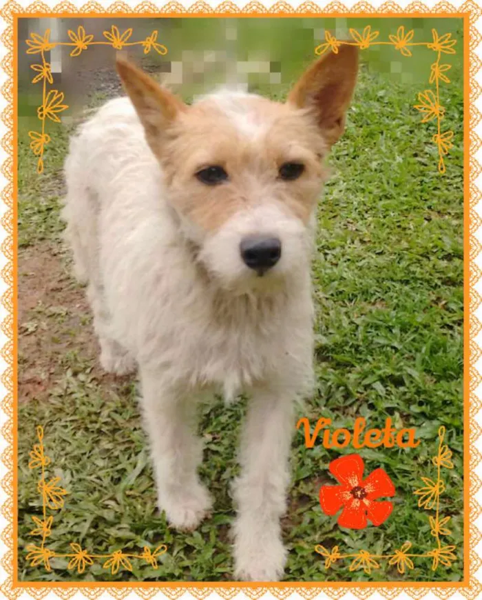 Cachorro ra a SRD idade 2 anos nome VIOLETA