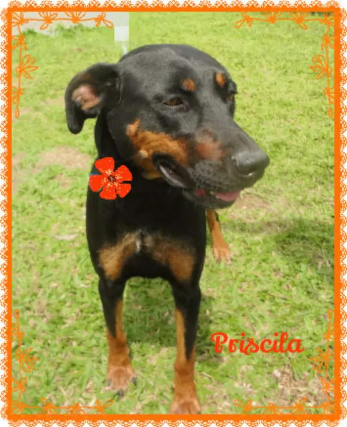 Cachorro ra a MESTIÇO DE HOTWEILLER idade 3 anos nome PRISCILA
