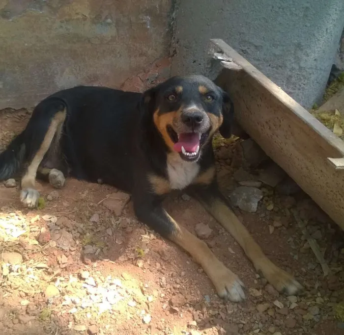 Cachorro raça Rottweiler/Misturado idade 1 ano nome Chimba
