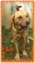 TICO