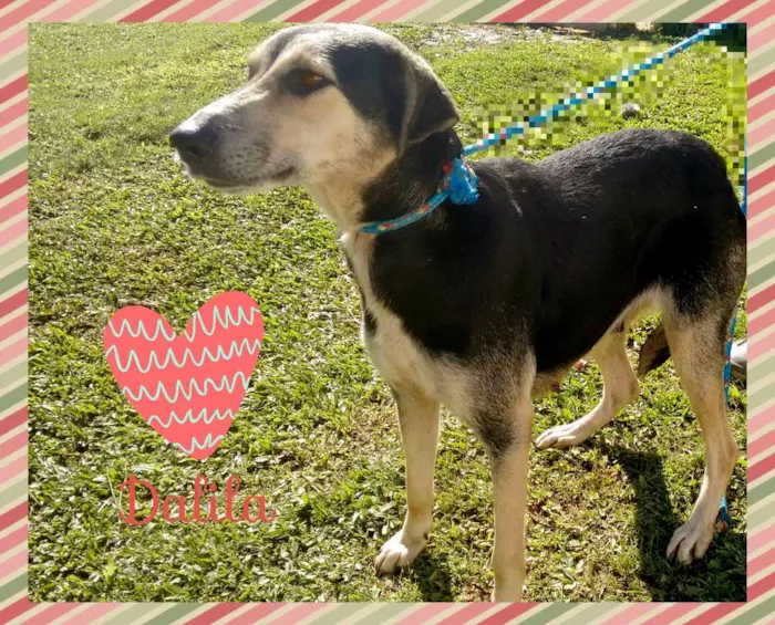 Cachorro ra a SRD idade 4 anos nome DALILA