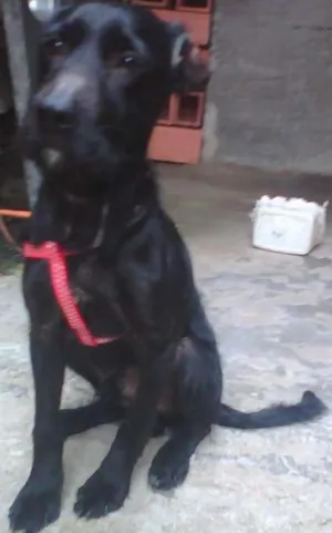 Cachorro raça Cocker mestiço idade 1 ano nome Telinho