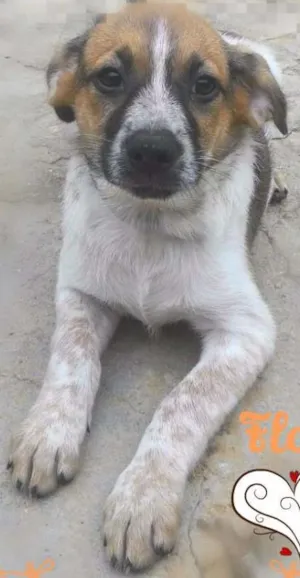 Cachorro raça SRD idade 2 a 6 meses nome FLOR adotada