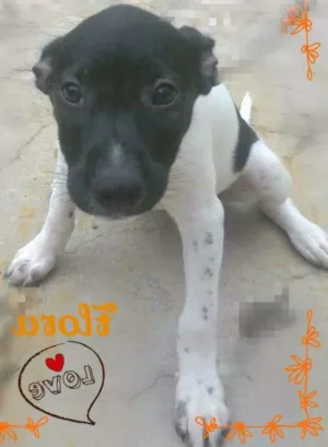 Cachorro raça SRD idade 2 a 6 meses nome FLORA