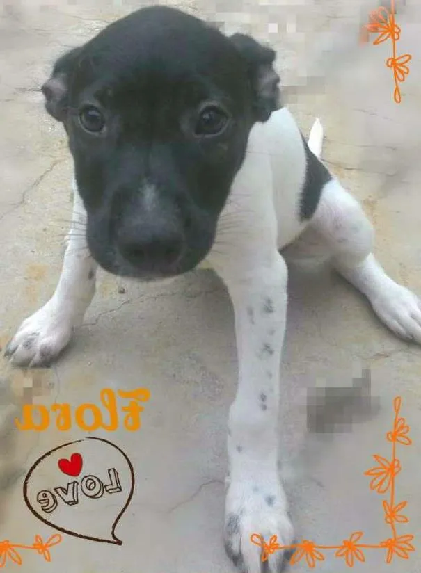 Cachorro ra a SRD idade 2 a 6 meses nome FLORA