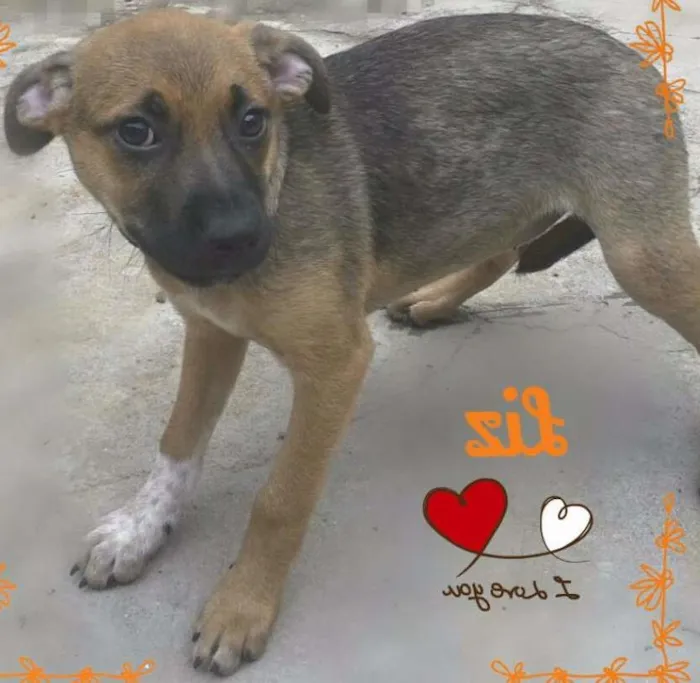 Cachorro ra a SRD idade 2 a 6 meses nome LIZ