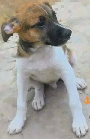 Cachorro raça SRD idade 2 a 6 meses nome GUGU