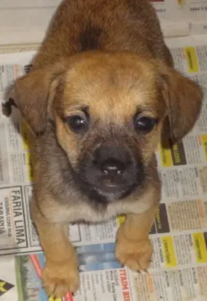 Cachorro raça SRD idade 2 a 6 meses nome lia