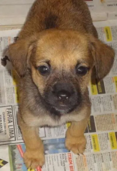 Cachorro ra a SRD idade 2 a 6 meses nome lia