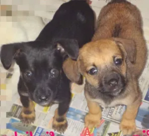 Cachorro raça SRD idade 2 a 6 meses nome LIA E LINDINHA