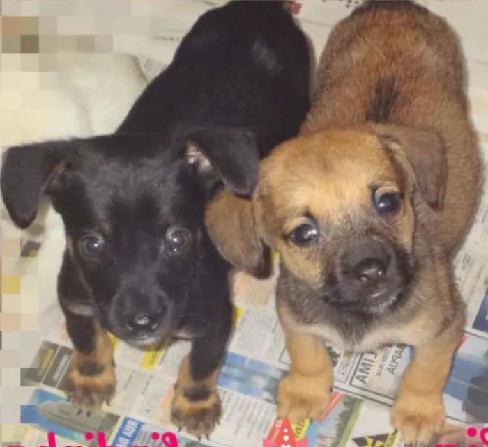 Cachorro ra a SRD idade 2 a 6 meses nome LIA E LINDINHA