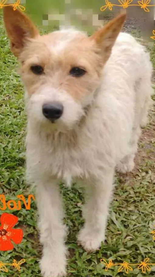Cachorro ra a SRD idade 2 anos nome VIOLETA
