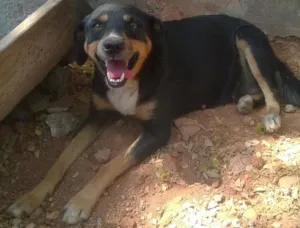 Cachorro raça Rottweiler/Misturado idade 1 ano nome Chimba