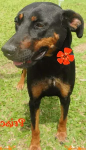 Cachorro raça MESTIÇO DE HOTWEILLER idade 3 anos nome PRISCILA