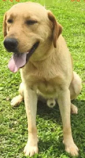 Cachorro raça Labrador idade 3 anos nome TYLER