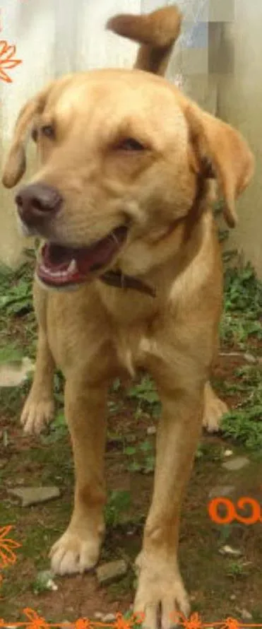 Cachorro ra a SRD idade 3 anos nome TICO