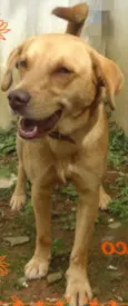 TICO