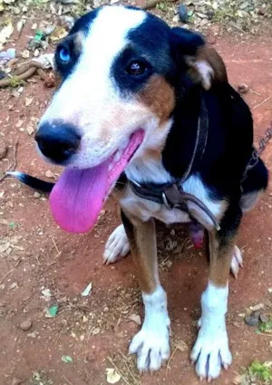 Cachorro raça  idade 2 a 6 meses nome Chimbo