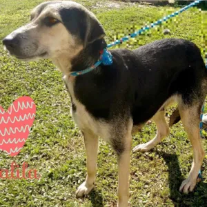 Cachorro raça SRD idade 4 anos nome DALILA