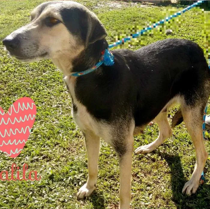 Cachorro ra a SRD idade 4 anos nome DALILA