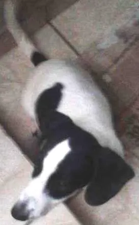 Cachorro ra a SRD idade 2 a 6 meses nome Bingo