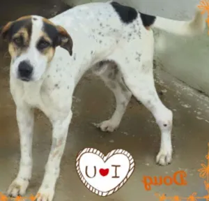 Cachorro raça SRD idade 2 anos nome DOUG