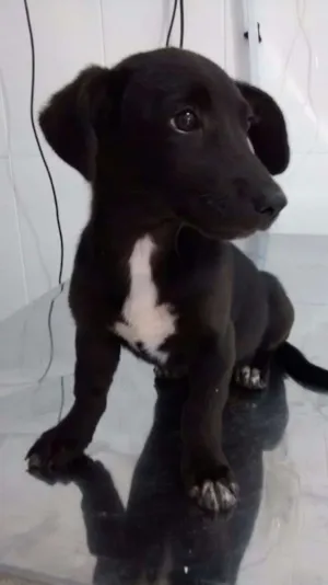 Cachorro raça SRD idade 2 a 6 meses nome Pretinha