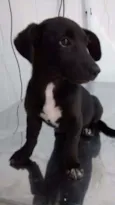 Pretinha