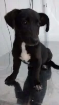 Pretinha