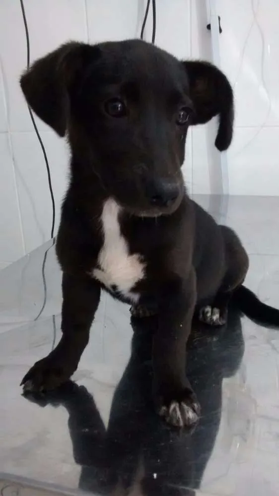 Cachorro ra a SRD idade 2 a 6 meses nome Pretinha