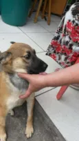 Caramelo