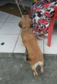 Caramelo