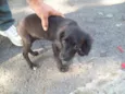 BIBI