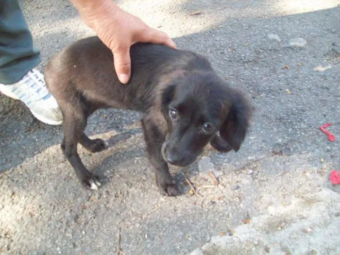 Cachorro ra a SRD idade 2 a 6 meses nome BIBI