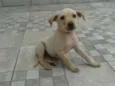 Estrelinha