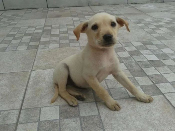 Cachorro ra a desconhecida idade 2 a 6 meses nome Estrelinha