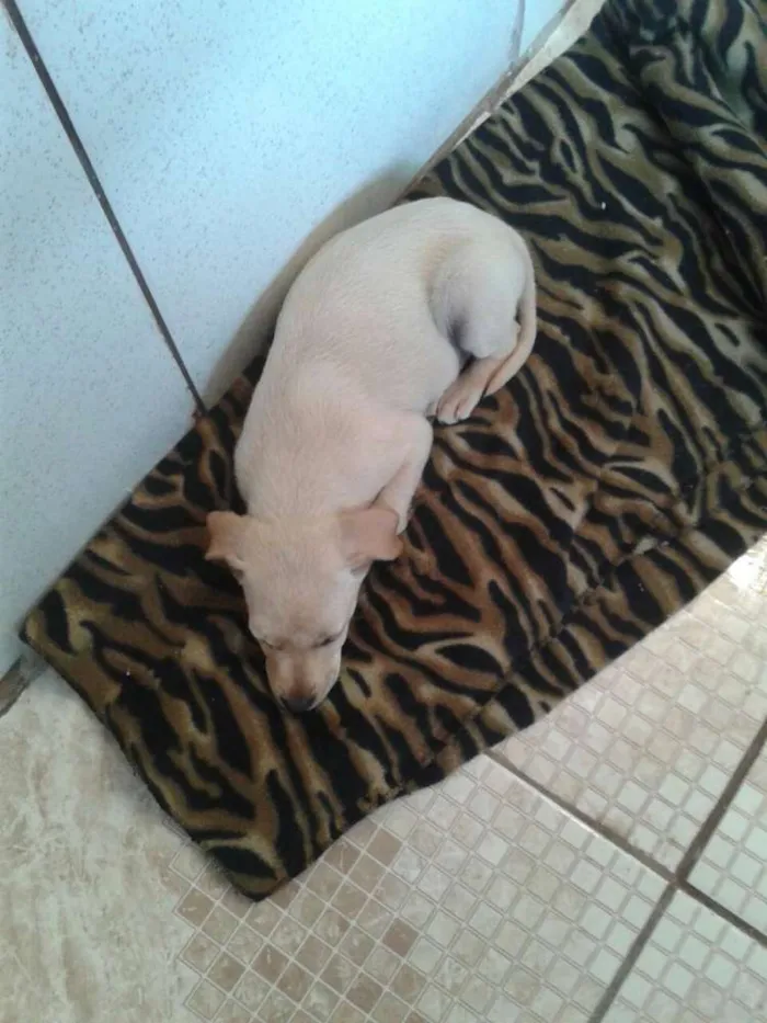 Cachorro ra a desconhecida idade 2 a 6 meses nome Estrelinha